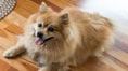 pomeranian